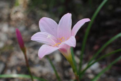 Habranthus robustus, rain lily
