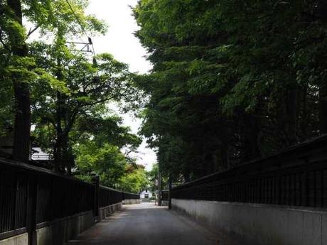P6110096 深緑鮮やかな武家屋敷，横手市羽黒町 / Yokote, the samurai residences make a beautiful contrast with the deep green leaves.