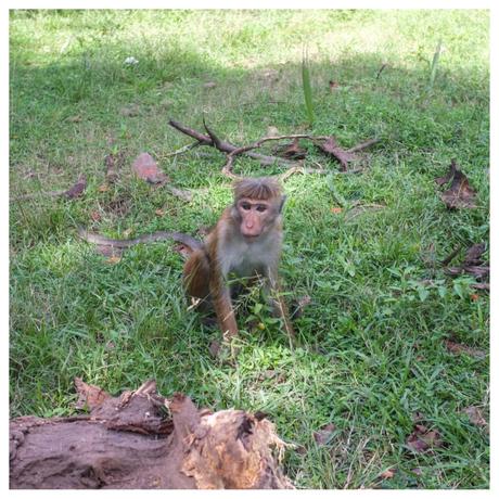 There's no Sri Lanka without monkeys.