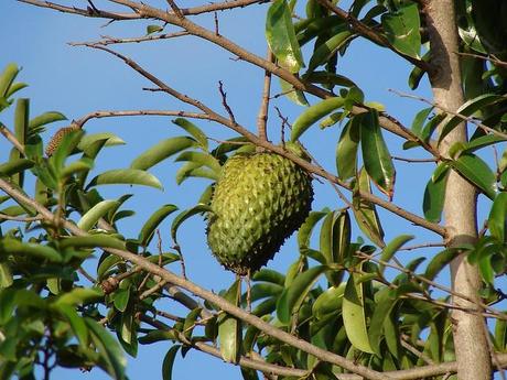 Soursop Leaves benefits uses
