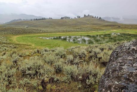 Gray Day in Yellowstone