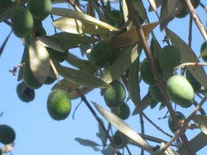 Olive Branches, photo by Martha Legg Katz