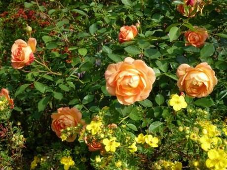 close up of rose in Hot border at Bowood