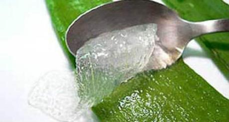 Herbal Oils To Prevent Hair Loss aloe-vera