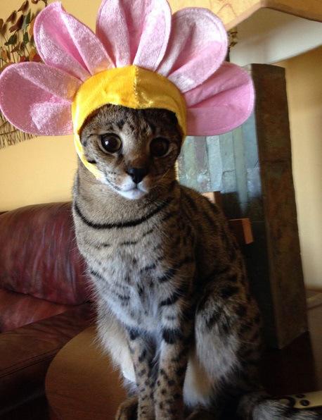 Image result for cat wearing flowers
