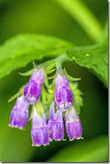 Comfrey Genuinely Simple Plant