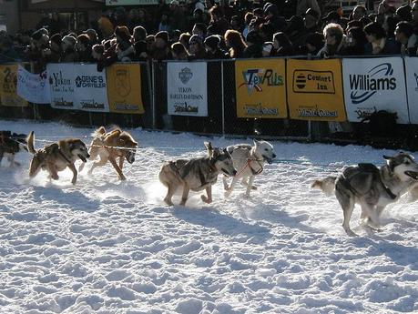 Rookie Musher Wins 2011 Yukon Quest Sled Dog Race