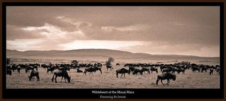 africa-wildebeest