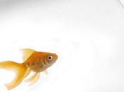 Chinese Magician's Goldfish Trick Sparks Controversy
