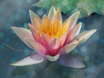 A Trinity of Sacred Flowers:  The Rose, Lily and Lotus