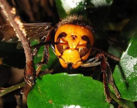 Female Vespa mandarinia japonica