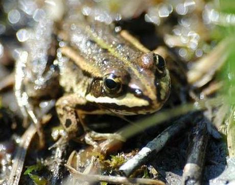 Edible frog