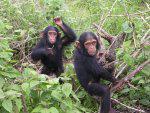 Young Chimps