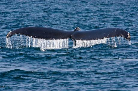 The Monterey Institute Establishes New Marine Policy Program