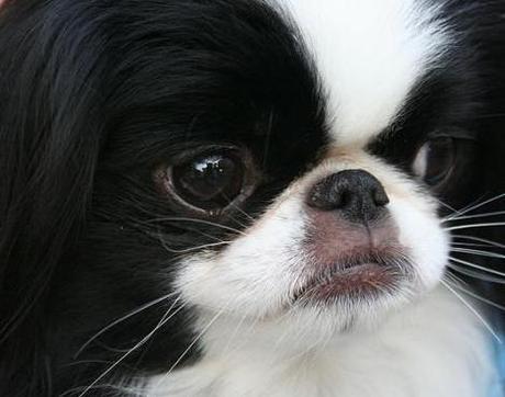 Japanese Chin