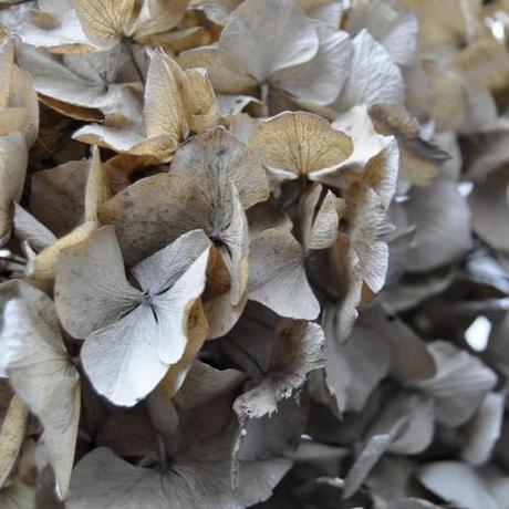 Dried hydrangea and getting experimental!