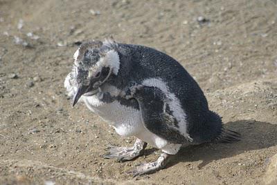Penguins in Punta Arenas
