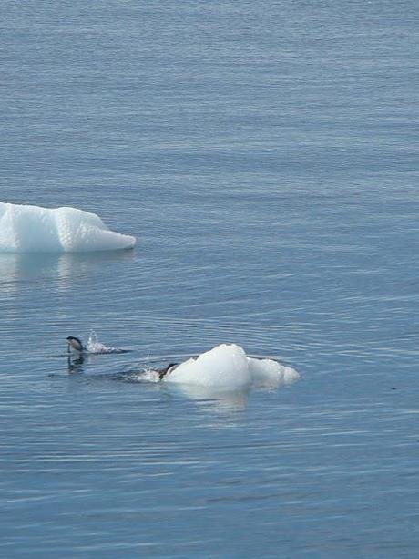 Penguins in Hope Bay, Antarctica