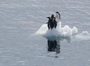 Penguins Hope Bay, Antarctica