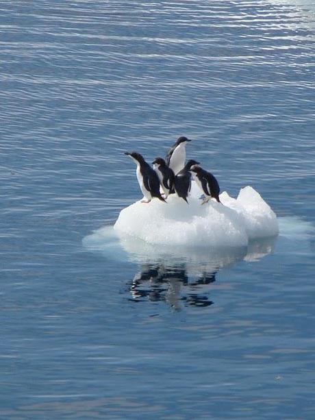 Penguins in Hope Bay, Antarctica