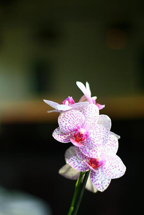 Lovely orchids at the wedding