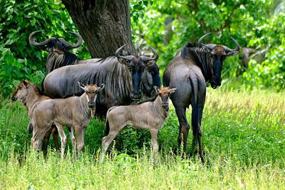 Training To Be A Safari Guide In South Africa