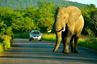 Training To Be A Safari Guide In South Africa