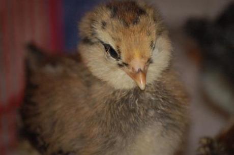 Pics of our chicks on day 11. They are getting their tail...