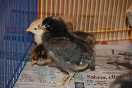 Pics of our chicks on day 11. They are getting their tail...