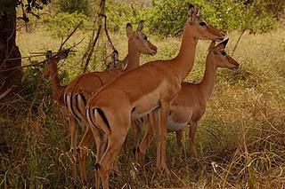 Kenya Adventure: Safari at the Tsavo Park