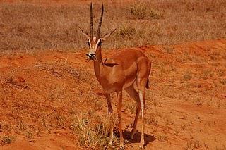 Kenya Adventure: Safari at the Tsavo Park