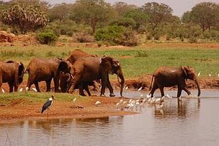 Kenya Adventure: Safari at the Tsavo Park