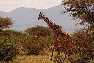 Kenya Adventure: Safari at the Tsavo Park