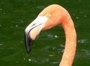 Featured Animal: Flamingo