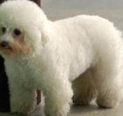 Bichon Frise