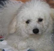 Bichon Frise