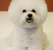 Bichon Frise