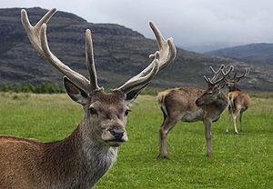 Red deer stag (Cervus elaphus) with velvet ant...