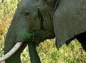Elephant Ivory Project Update: Ground