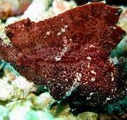 Scorpion Fish