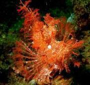 Scorpion Fish