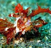 Scorpion Fish