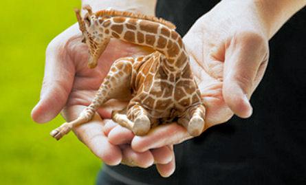 Petite Lap Giraffes