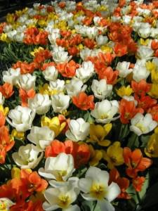 Keukenhof tulips welcome spring