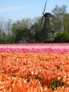 Keukenhof tulips welcome spring