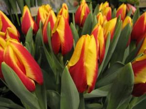 Keukenhof tulips welcome spring