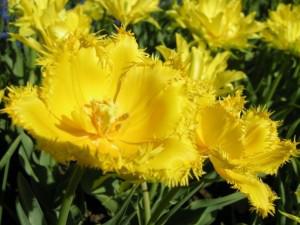 Keukenhof tulips welcome spring