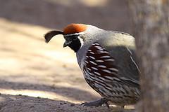 Male Quail (Callipepla)