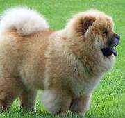 Chow Chow