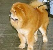 Chow Chow